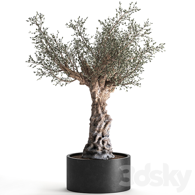 European olive tree in a black metal outdoor pot and vase topiary. 985. 3DS Max Model - thumbnail 5