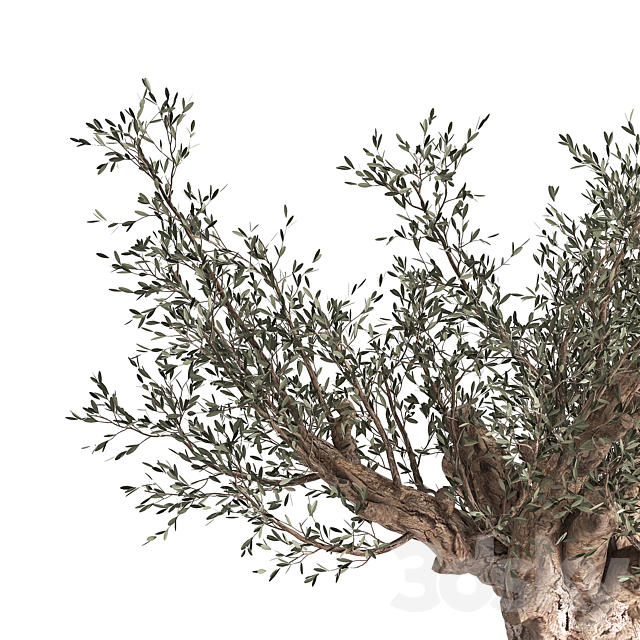 European olive tree in a black metal outdoor pot and vase topiary. 985. 3DS Max Model - thumbnail 6