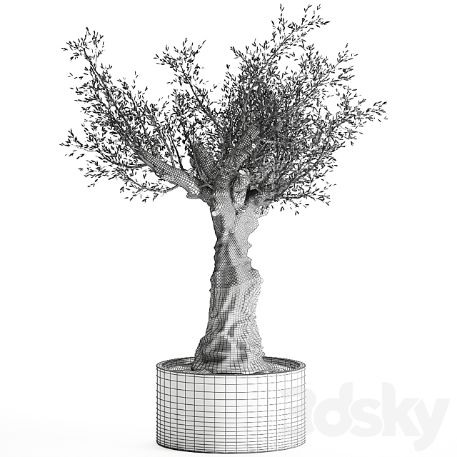 European olive tree in a black metal outdoor pot and vase topiary. 985. 3DS Max Model - thumbnail 7