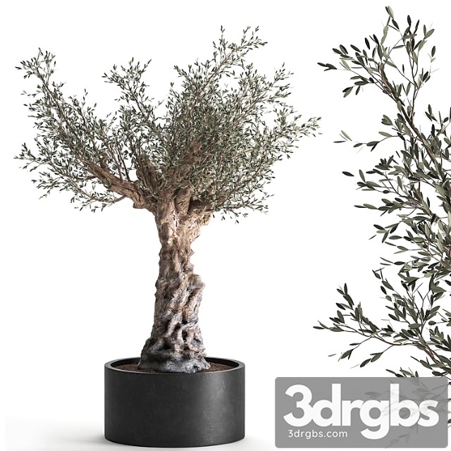 European olive tree in a black metal outdoor pot and vase, topiary. 985. - thumbnail 1