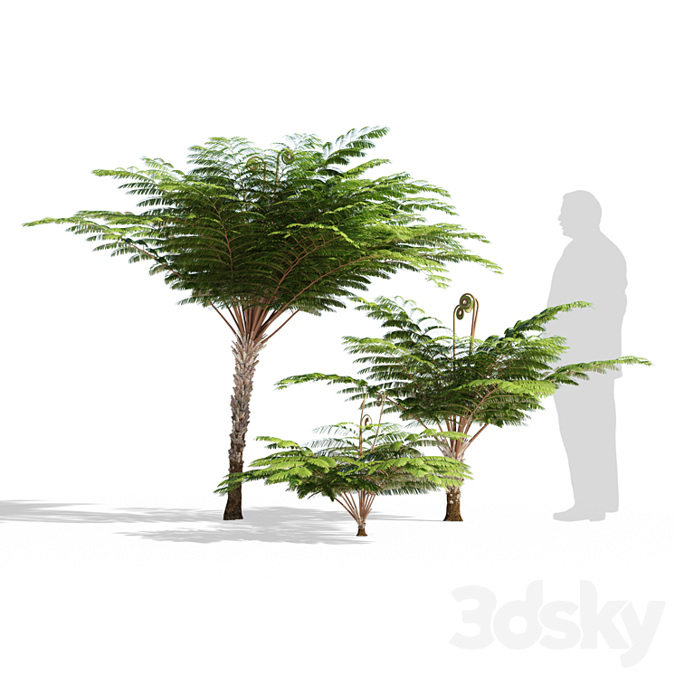 Fern 3DS Max - thumbnail 2