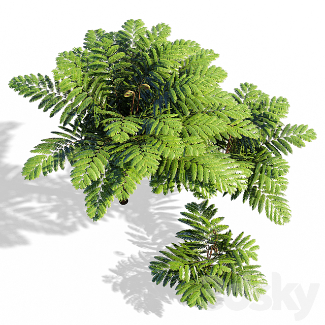 Fern 3DSMax File - thumbnail 3