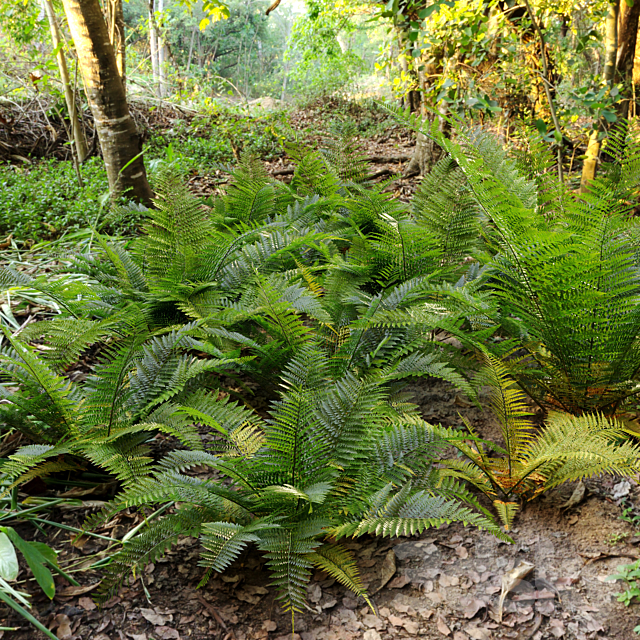 Fern plant 3DS Max Model - thumbnail 2