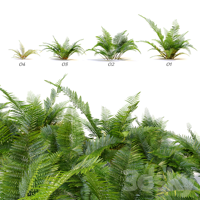 Fern plant 3DS Max Model - thumbnail 3