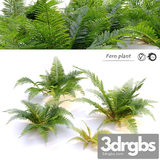 Fern plant - thumbnail 1