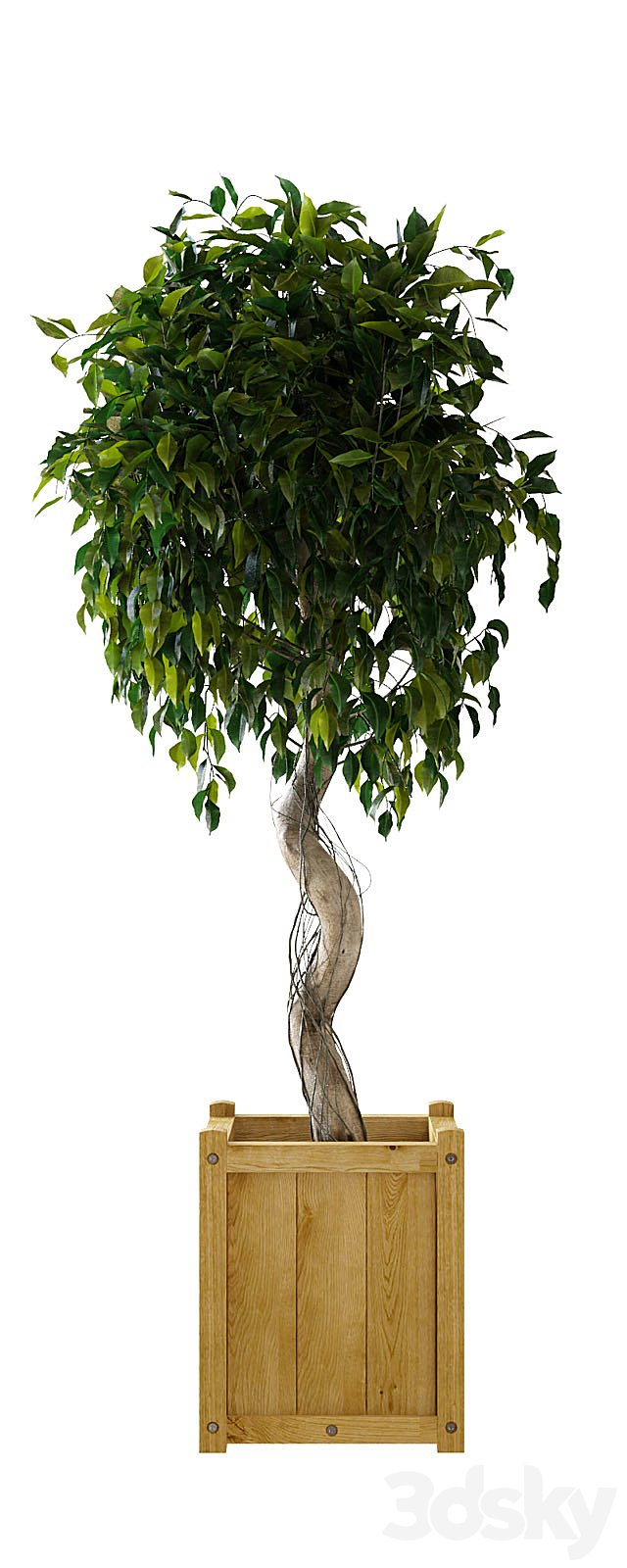 Ficus \\ Benjamina 3DS Max Model - thumbnail 2