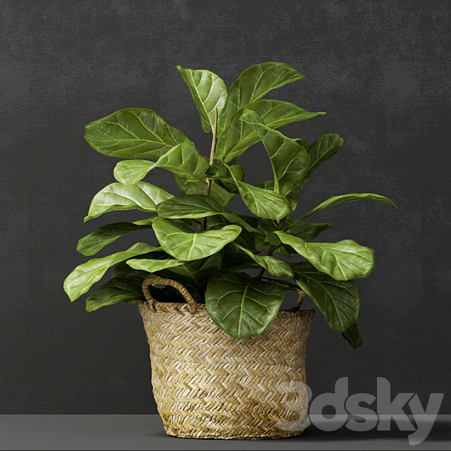 ficus lyrata ?2 3DSMax File - thumbnail 2