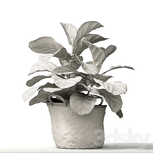 ficus lyrata ?2 3DSMax File - thumbnail 3