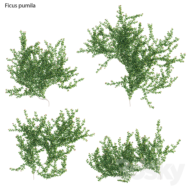 Ficus pumila – Creeping Fig – Climbing fig 3DS Max Model - thumbnail 2