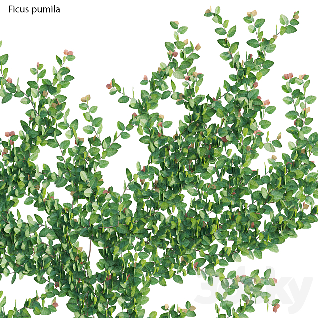 Ficus pumila – Creeping Fig – Climbing fig 3DS Max Model - thumbnail 3