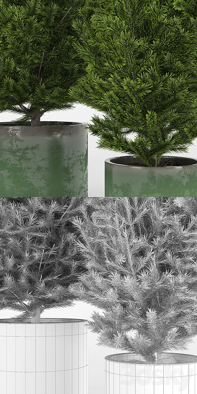 Fir tree fir 3DS Max Model - thumbnail 3