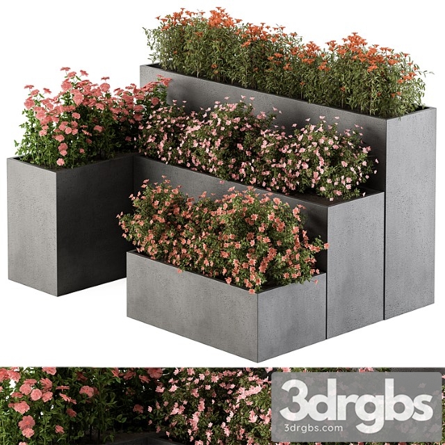 Flower box – outdoor plants 436 - thumbnail 1