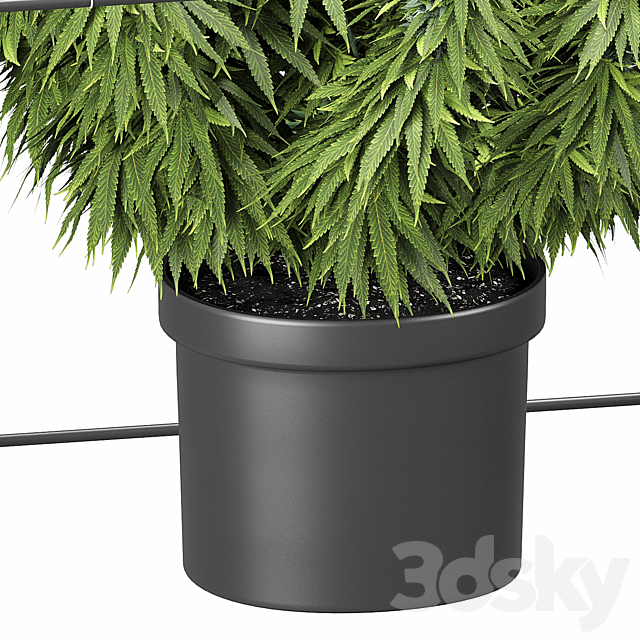 FLOWER PACK 251С Cannabis 3DS Max Model - thumbnail 2