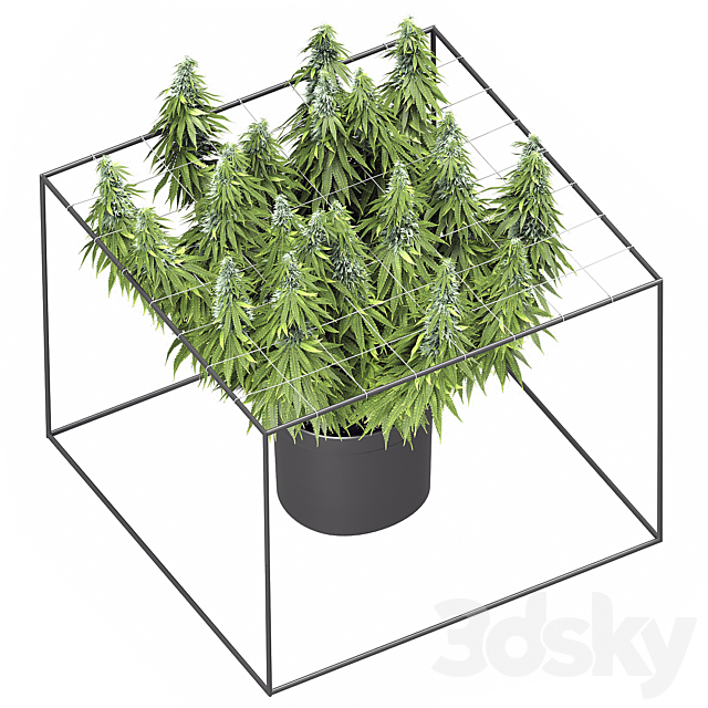 FLOWER PACK 251С Cannabis 3DS Max Model - thumbnail 5