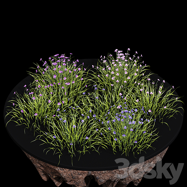 Fringe lily plants 3ds Max - thumbnail 2