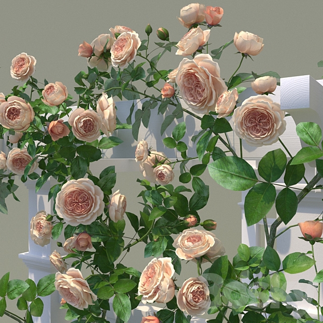 Garden Arch No. 2. Climbing Peony Rose 3DS Max Model - thumbnail 3