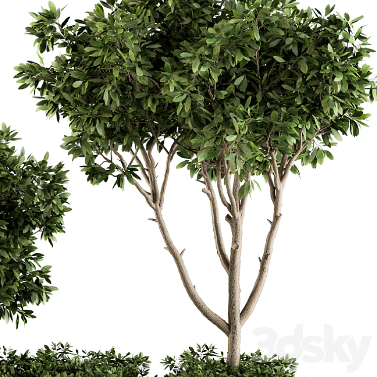 Garden set bush and Tree – Garden Set 07 3DS Max - thumbnail 2