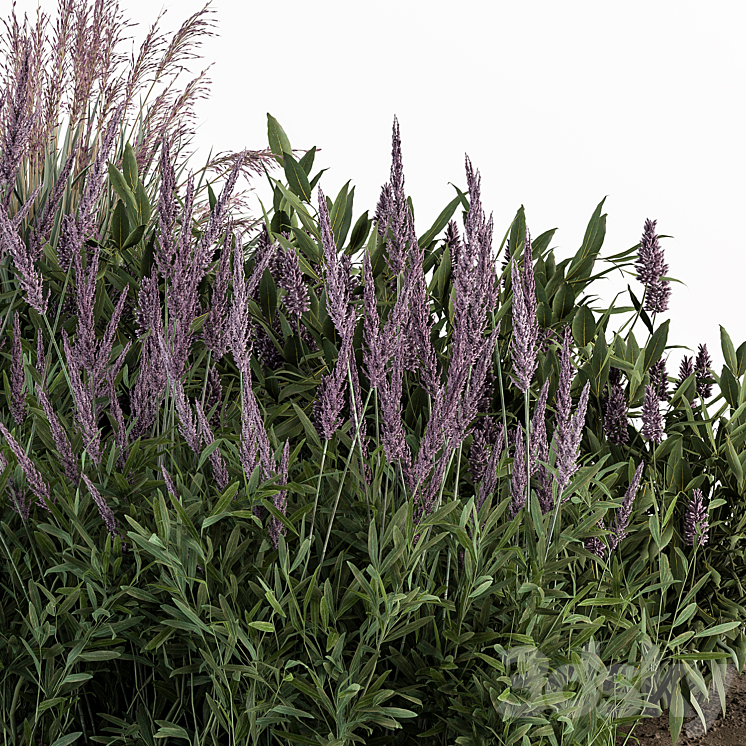Garden Set Lavender Bush Plants – Outdoor Plants Set 413 3DS Max Model - thumbnail 2