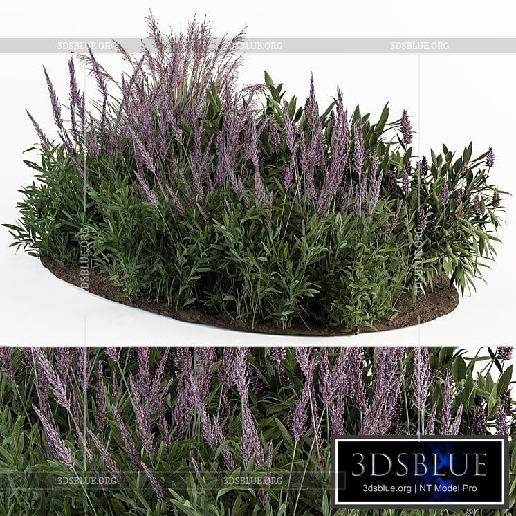 Garden Set Lavender Bush Plants – Outdoor Plants Set 413 3DS Max - thumbnail 3