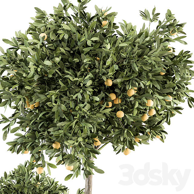 Garden set Lemon tree and Bush – Garden Set 26 3DSMax File - thumbnail 4