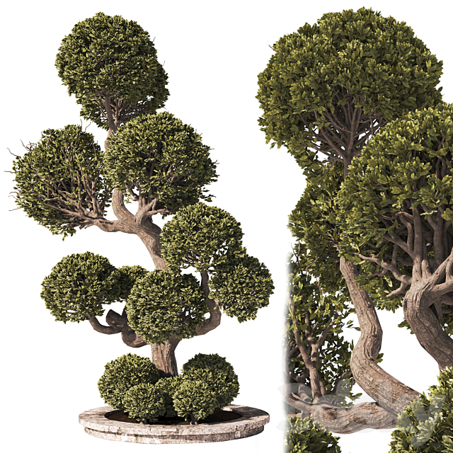 Garden Tree And Bush 01 3ds Max - thumbnail 1