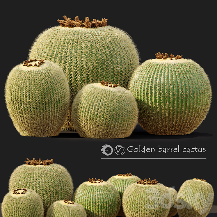 Golden barrel cactus_2 3DS Max Model - thumbnail 1