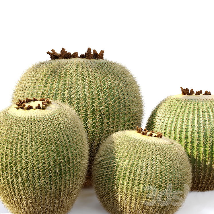 Golden barrel cactus_2 3DS Max Model - thumbnail 2