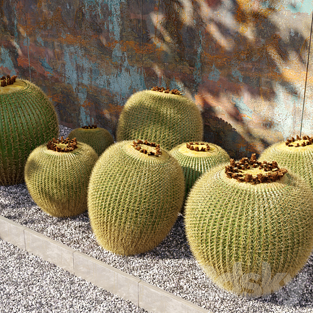 Golden barrel cactus_2 3DSMax File - thumbnail 3