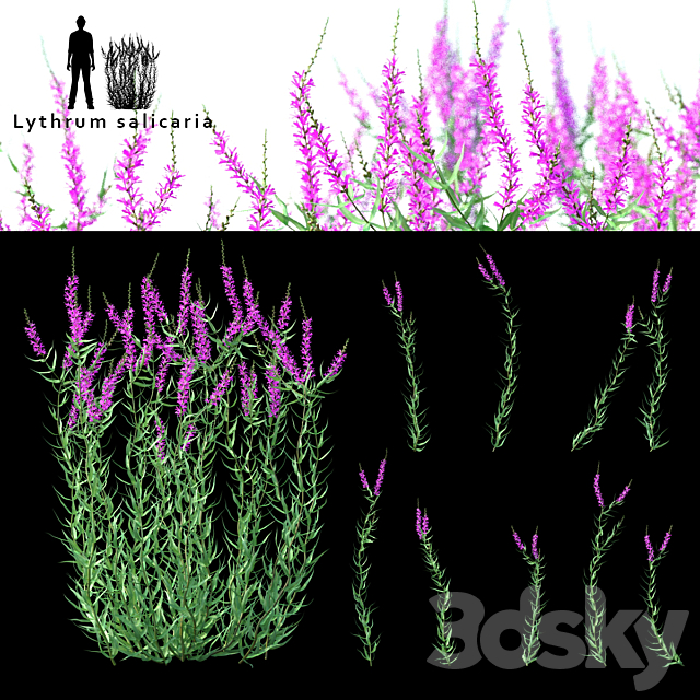 Green stalk flowers | Lythrum salicaria 3ds Max - thumbnail 1