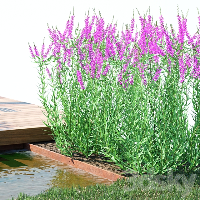 Green stalk flowers | Lythrum salicaria 3ds Max - thumbnail 2