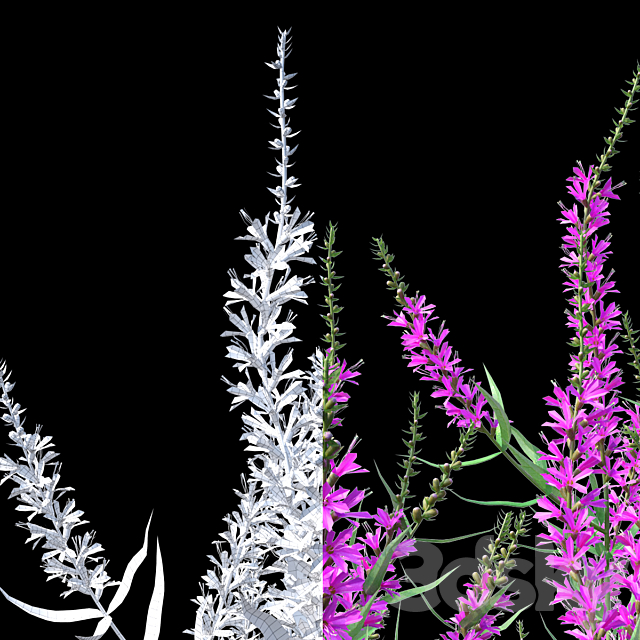 Green stalk flowers | Lythrum salicaria 3ds Max - thumbnail 3