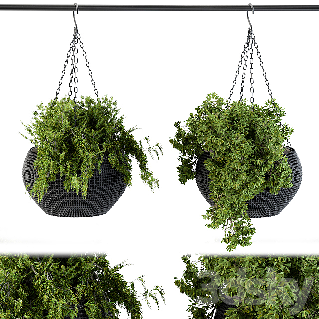 Hanging plant in black pot 3ds Max - thumbnail 1