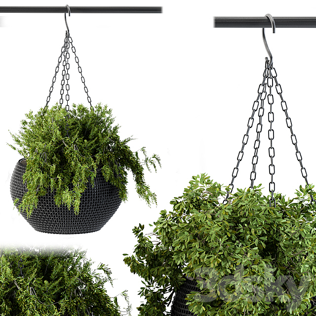 Hanging plant in black pot 3ds Max - thumbnail 2