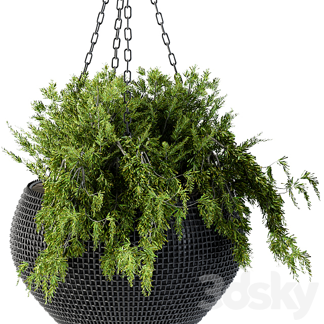 Hanging plant in black pot 3ds Max - thumbnail 3