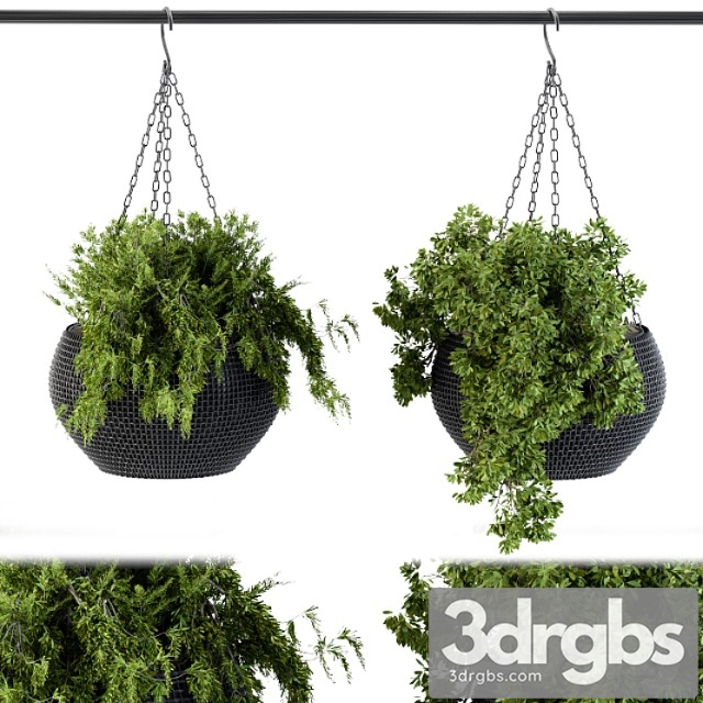 Hanging plant in black pot - thumbnail 1