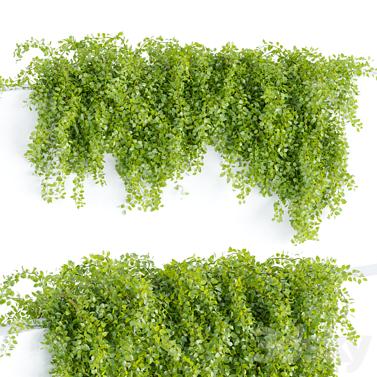 Hanging wall plants collection vol 64 3DS Max Model - thumbnail 2