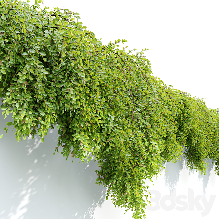 Hanging_Plant_24 3DS Max Model - thumbnail 2
