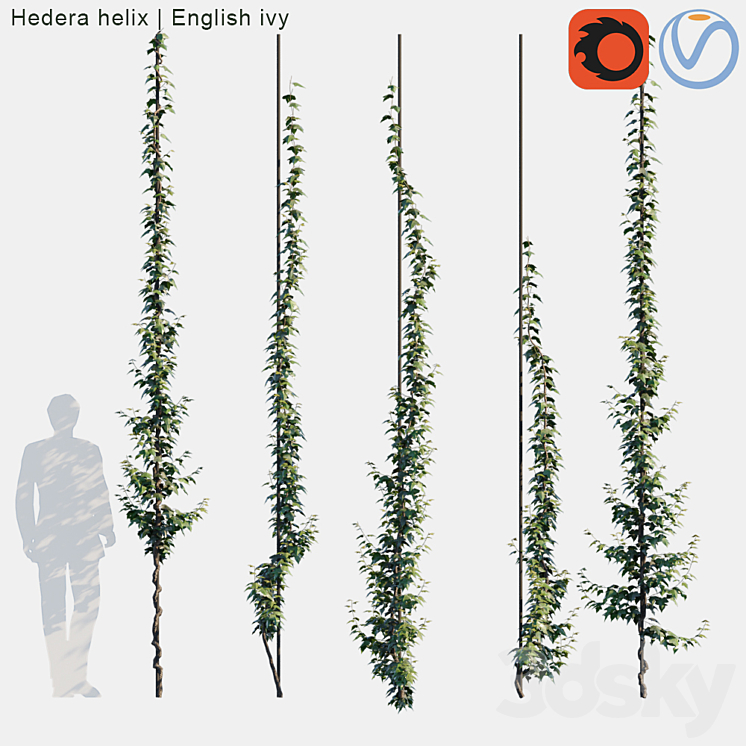 Hedera helix | English ivy vertical cordon 3DS Max - thumbnail 1