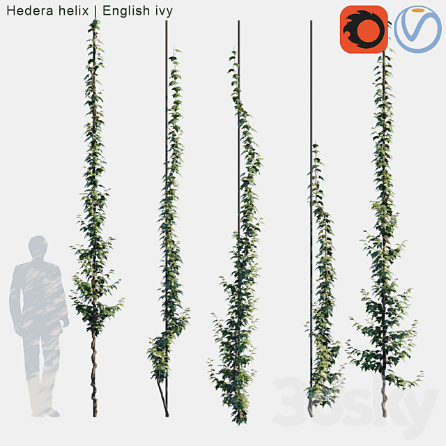 Hedera helix | English ivy vertical cordon 3DSMax File - thumbnail 1