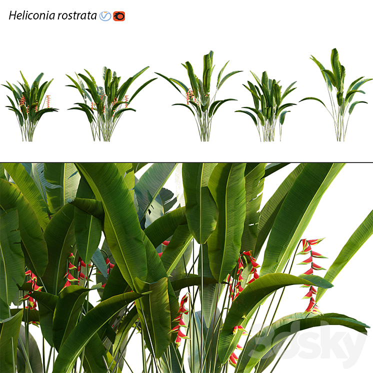 Heliconia 02 3DS Max - thumbnail 1