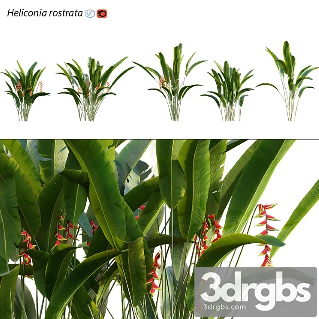 Heliconia 02 - thumbnail 1