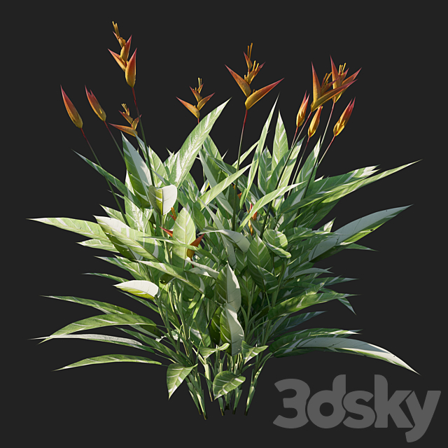 Heliconia psittacorum variegated 02 3DS Max Model - thumbnail 2