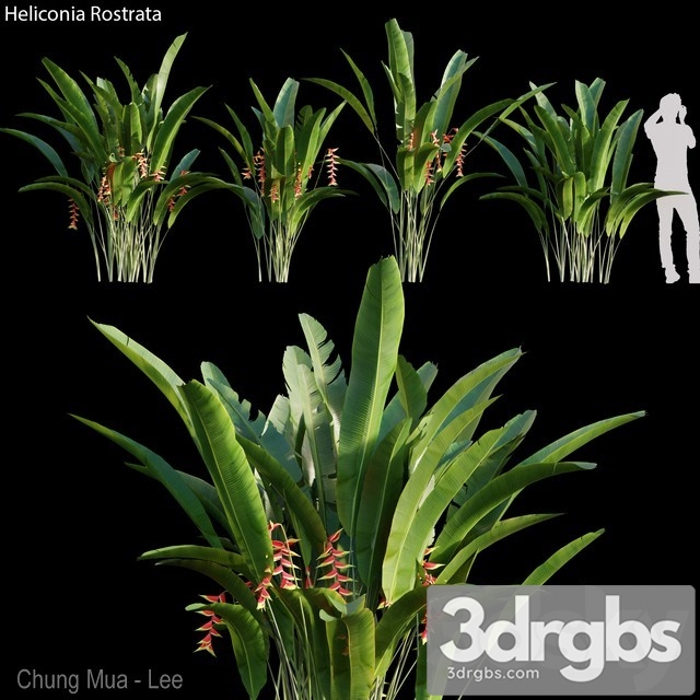 Heliconia Rostrata 3dsmax Download - thumbnail 1