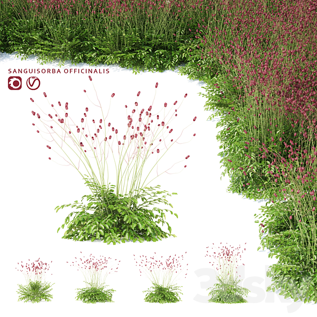 Hemophilus officinalis | Sanguisorba officinalis 3ds Max - thumbnail 1