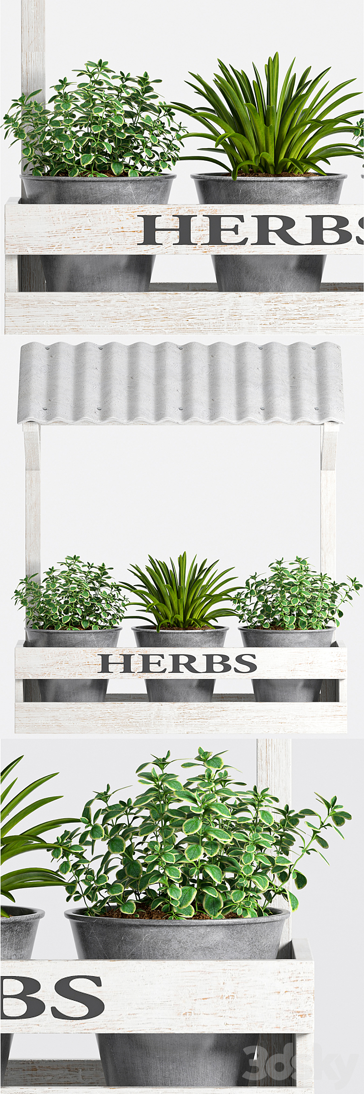 Herbs Plant -23 3DS Max - thumbnail 2