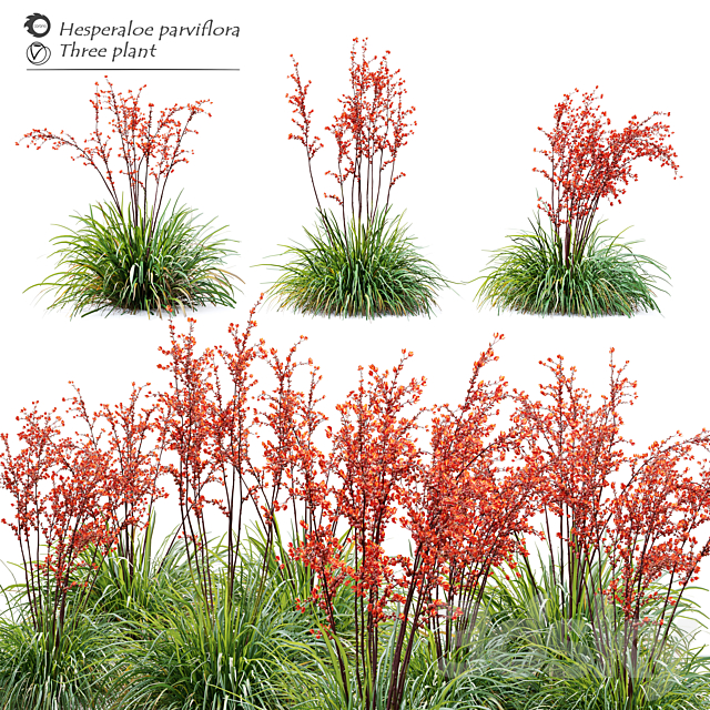 Hesperaloe parviflora 3ds Max - thumbnail 1