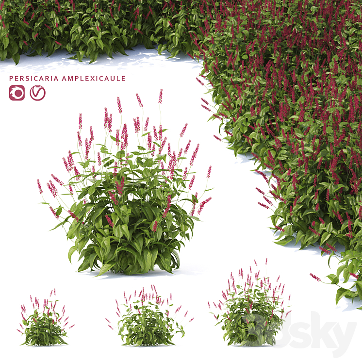 Highlander candlestick flowers | Persicaria amplexicaule 3DS Max - thumbnail 1