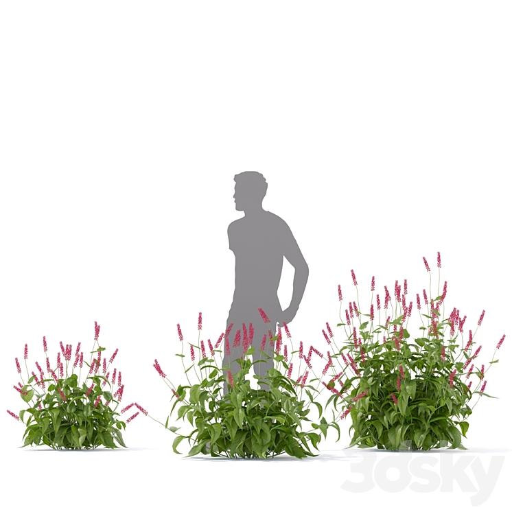 Highlander candlestick flowers | Persicaria amplexicaule 3DS Max - thumbnail 2