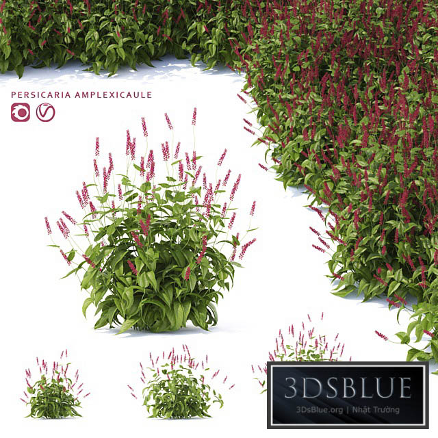 Highlander candlestick flowers | Persicaria amplexicaule 3DS Max - thumbnail 3