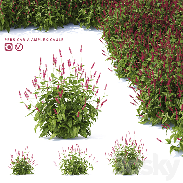 Highlander candlestick flowers | Persicaria amplexicaule 3DSMax File - thumbnail 1